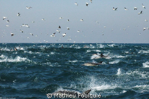 South African Sardine-run, from above by Mathieu Foulquié 